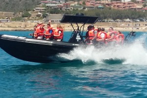 All Boat Trips in Mossel Bay