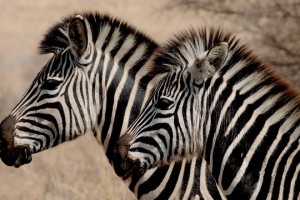 Botlierskop Game Reserve